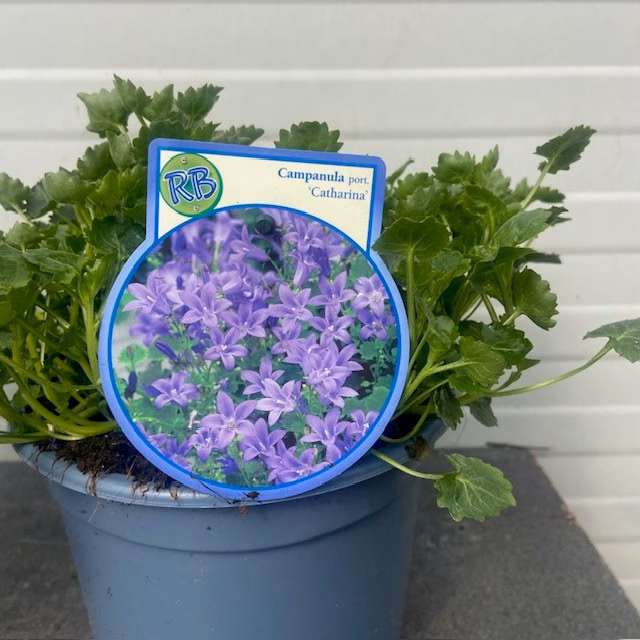Campanula Catharina (Klokjesbloem)