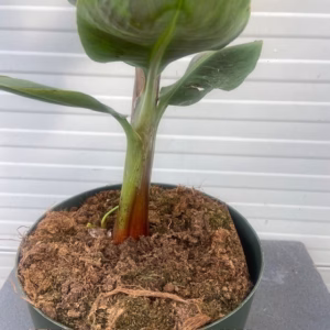 Dwergbanaan of Musa acuminata 'Dwarf Cavendish'
