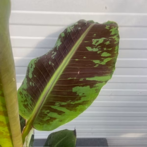 Dwergbanaan of Musa acuminata 'Dwarf Cavendish'