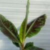 Dwergbanaan of Musa acuminata 'Dwarf Cavendish'