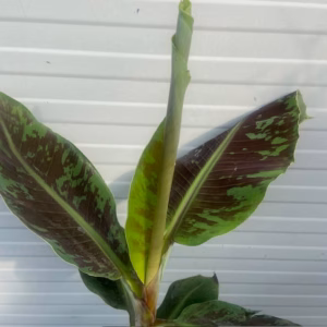 Dwergbanaan of Musa acuminata 'Dwarf Cavendish'