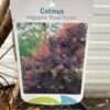 Cotinus coggygria 'Royal purple' (Pruikenboom)