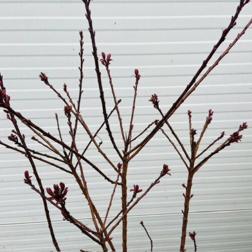 Cotinus (Pruikenboom)