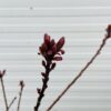 Cotinus coggygria 'Royal purple' (Pruikenboom)