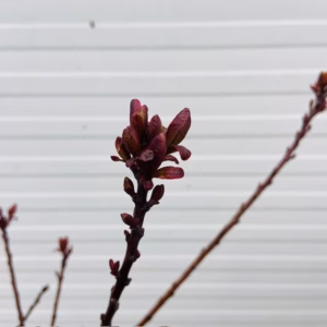 Cotinus coggygria 'Royal purple' (Pruikenboom)