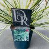 Carex Everest (Zegge) in 2 liter pot