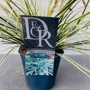 Carex Everest (Zegge) in 2 liter pot