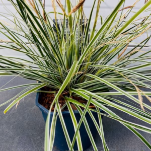 Carex Everest (Zegge) in 2 liter pot