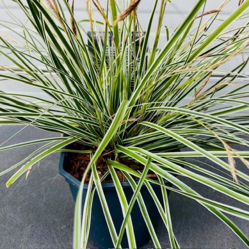 Carex Everest (Zegge) in 2 liter pot