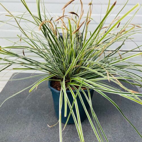 Carex Everest (Zegge) in 2 liter pot