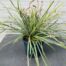 Carex Everest (Zegge) in 2 liter pot