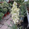 Yucca filamentosa (Palmlelie)