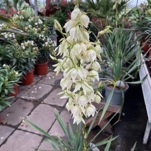 Yucca filamentosa (Palmlelie)