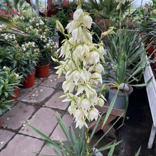 Yucca filamentosa (Palmlelie)