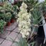 Yucca filamentosa (Palmlelie)