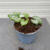 Brunnera Jack Frost