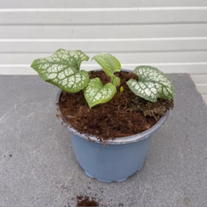 Brunnera Jack Frost