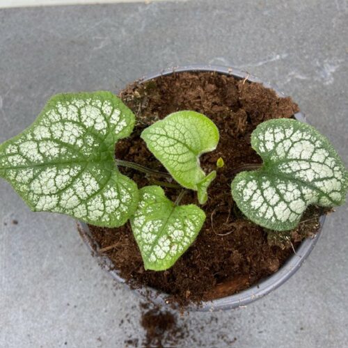 Brunnera Jack Frost