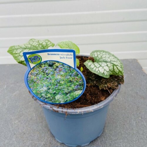 Brunnera Jack Frost