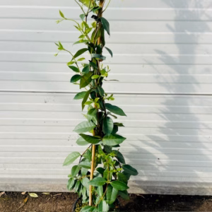 Trachelospermum jasminoides (Toscaanse Jasmijn) wit 150 cm