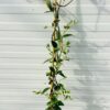 Trachelospermum jasminoides (Toscaanse Jasmijn) wit 150 cm