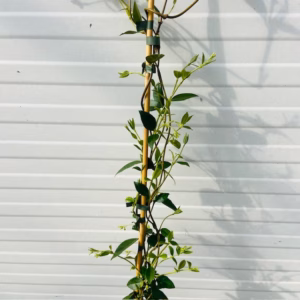 Trachelospermum jasminoides (Toscaanse Jasmijn) wit 150 cm
