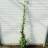 Trachelospermum jasminoides (Toscaanse Jasmijn) wit 150 cm