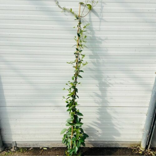 Trachelospermum jasminoides (Toscaanse Jasmijn) wit 150 cm