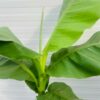 Musa basjoo of Tuinbanaan