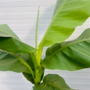 Musa basjoo of Tuinbanaan