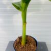 Musa basjoo of Tuinbanaan