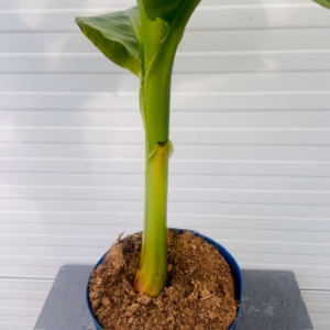 Musa basjoo of Tuinbanaan