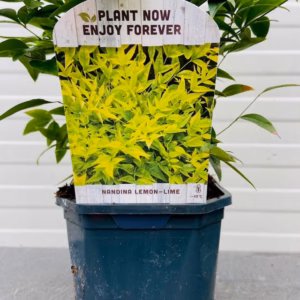 Nandina Lemon-Lime (Hemelse bamboe)