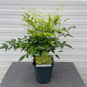 Nandina Lemon-Lime (Hemelse bamboe)