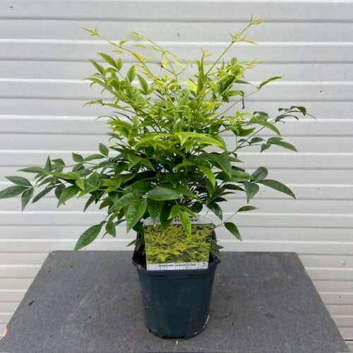 Nandina Lemon-Lime (Hemelse bamboe)