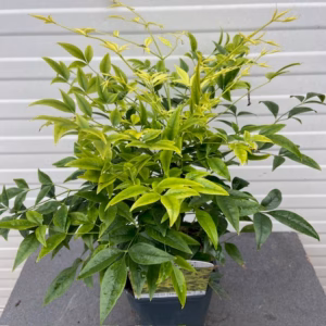 Nandina Lemon-Lime (Hemelse bamboe)