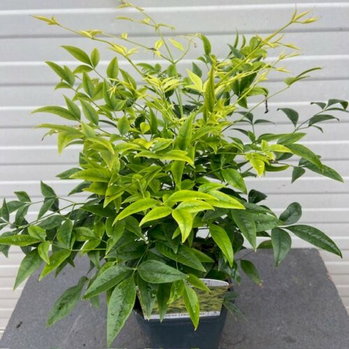 Nandina Lemon-Lime (Hemelse bamboe)
