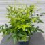 Nandina Lemon-Lime (Hemelse bamboe)