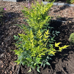 Nandina Lemon-Lime (Hemelse bamboe)