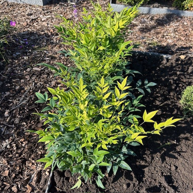 Nandina Lemon-Lime (Hemelse bamboe)