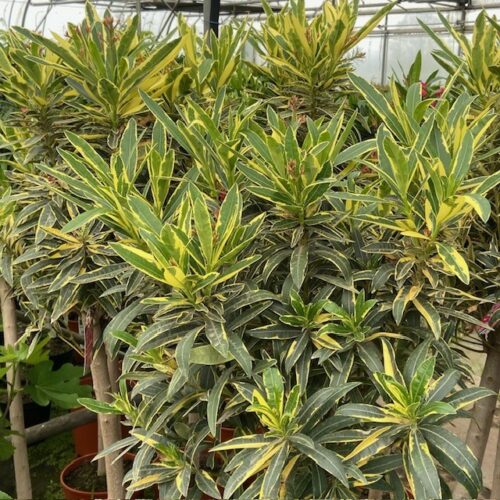 Oleander op stam 150 cm met bont blad