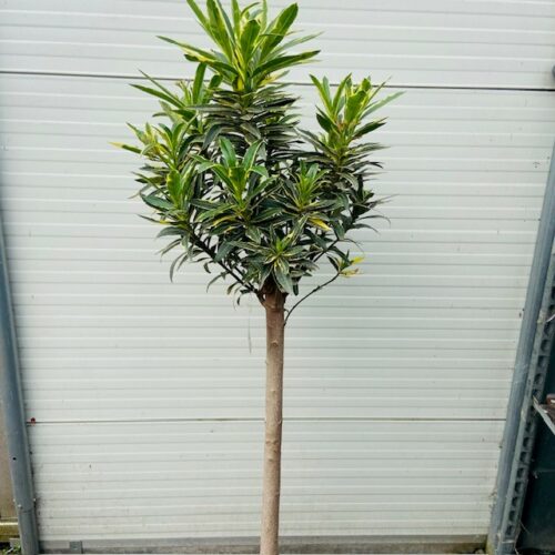 Oleander op stam 150 cm met bont blad en roze bloemen