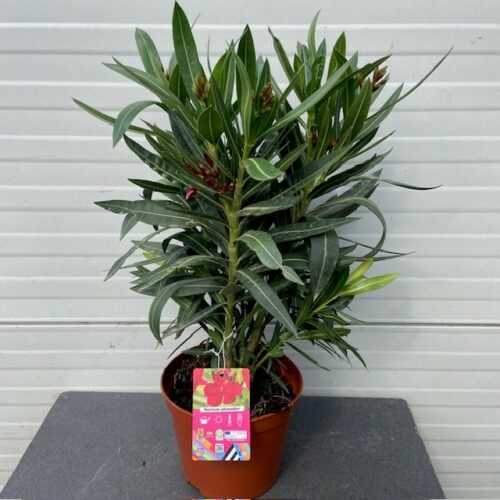 Oleander struik 50 cm, kleur rood