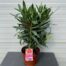 Oleander struik 50 cm, kleur rood
