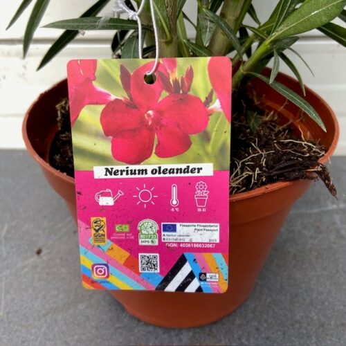 Oleander struik 50 cm, kleur rood