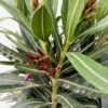 Oleander struik 50 cm, kleur rood