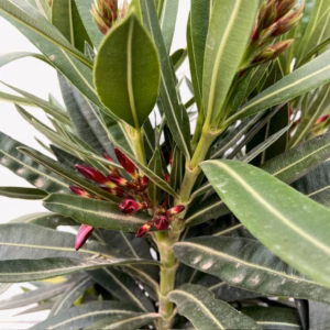 Oleander struik 50 cm, kleur rood