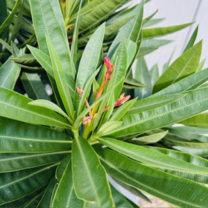 Oleander struik 50 cm, kleur rood