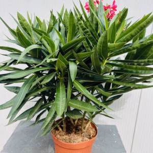 Oleander struik 50 cm, kleur rood