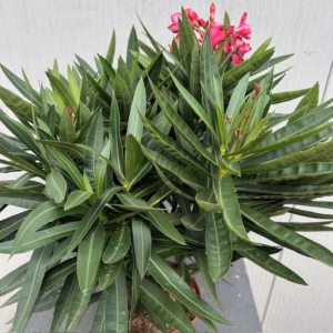 Oleander struik 50 cm, kleur rood